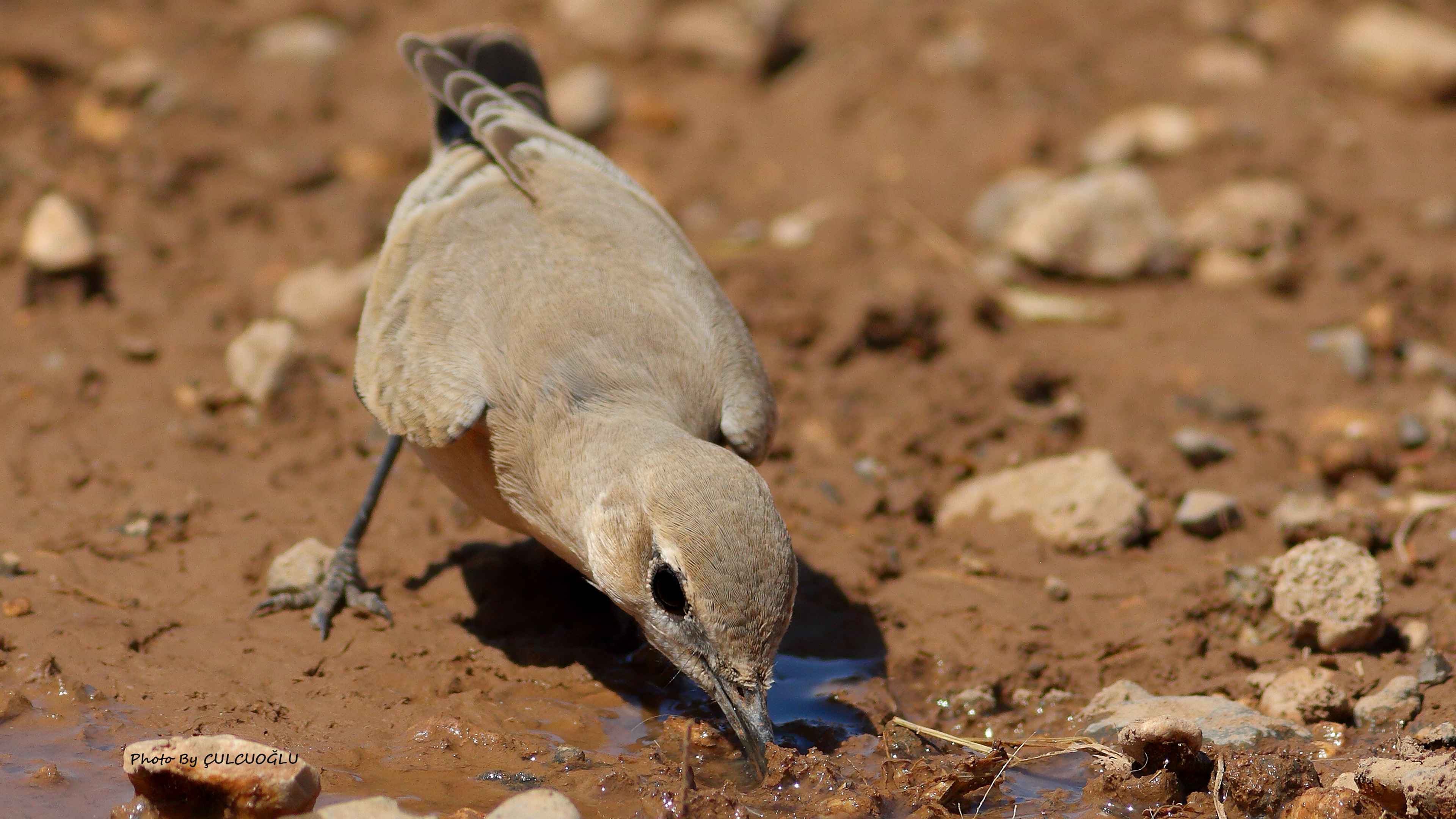 Isabelline Wheatear